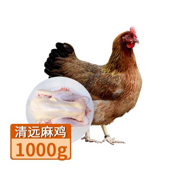 【特产】 清远 麻鸡 走地鸡土母鸡约1000g 80455 山地鸡180-200天 只发广东省