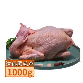 【特产】 清远 黑毛鸡 走地鸡土母鸡约1000g 80455 山地鸡180-200天 只发广东省