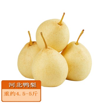 河北鸭梨重约4.5-5斤装单果250g+