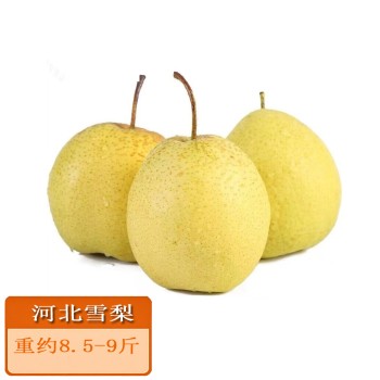 河北雪梨重约8.5-9斤装单果250g+