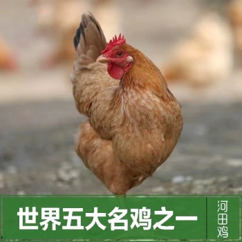 【地标产品】福建龙岩 河田小母鸡1kg/只